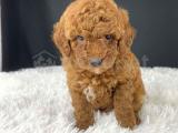 SAĞLIK VE IRK GARANTİLİ RED BROWN TOY POODLE YAVRULARIMIZ