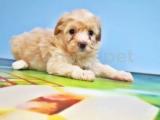 MALTİPOO YAVRU  