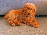 Red Brown Yavru Toy Poodle’lar