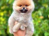 Pomeranian boo teddyface 