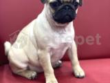 MOPS PUG YAVRULAR @denizpetshop