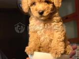 Toy poodle 