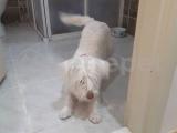 Konya 8 aylık maltese terrier dişi aşıları tam tuvalet eğitimi tam 2500tl