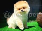 Karneli Pasaportlu Sağlık garantili Pomeranian Boo yavrumuz 