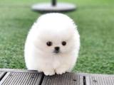 Irk ve sağlık garantili pomeranian boo yavrularımız