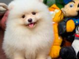 En İyi kalite pomeranian yavruları