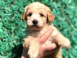 Orjinal maltipoo Yavrumu teslime hazır 