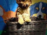 ORJİNAL TOY POODLE YAVRULARIMIZ 