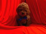 SAFKAN TOY POODLE YAVRULARIMIZ