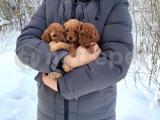 Red brown toy poodle microchipli doğum belgeli 