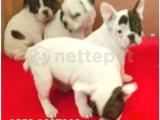 FRENCH BULLDOG YAVRULAR İZMİR 0553.0827380