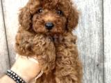 RED BROWN TOY POODLE BEBEKLER