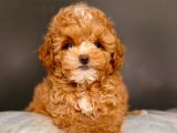 TEACUP TOY POODLE KIZIMIZ CİNDY