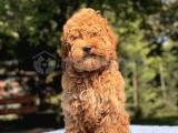 4.5 AYLIK MİNYATÜR POODLE DİŞİMİZ