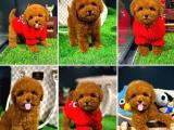 Yarışma düzeyinde olan belgeli toy poodle yavrularımız