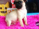 Safkan pug mops bebekler