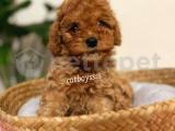 Safkan red toy poodle yavrumuz @catboyssss da