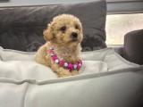 A KALİTE APRİCOT TOY POODLE YAVRULAR 