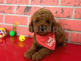 SAFKAN TOY POODLE YAVRULARIMIZ