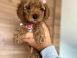 BEBEK SURAT TOY POODLE 