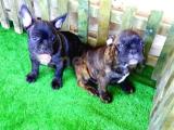 AŞILI KİMLİKLİ FRENCH BULLDOG YAVRULAR