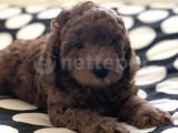 RED TOY POODLE YAVRULARI 