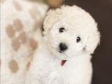 Toy Poodle Yavruları Orjinal 0 Beden Irk Garantili