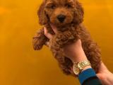 TOY POODLE YAVRULARIMIZ ORJİNAL SAFKAN