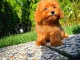 Tüy dökmeyen koku yapmayan Toy Poodle yavrumuz 