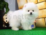 Yarışma düzeyinde Pomeranian Boo yavrumuz 