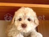 A KALİTE F1  MALTİPOO YAVRULARIMİZ  