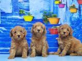 RUHSATLI ÜRETİM ÇİFTLİĞİNDEN TOY POODLE YAVRULAR