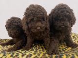 ÇİKOLATA TOY POODLE YAVRULARIMIZ IRK VE SAĞLIK GARANTİLİ