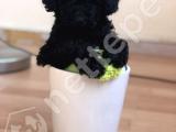 ORJİNAL TOY POODLE 