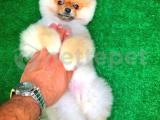 Şanslı Pomeranian Boo yavrumuz 