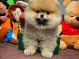 Orjinal Pomeranian boo