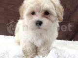 Maltipoo mix ırk Yavrular 