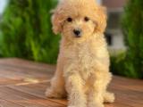 SEVİMLİ MİNİ TOY POODLE BEBEKLER