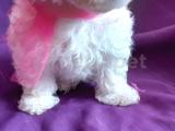 Maltese terrier