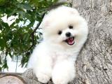 Secere Sertifikalı Kar Beyazı PomeranianBoo Oğlumuz