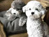 Anne altı silver (gümüş) Toy Poodle yavrum