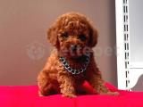 Red brown toy poodle 