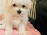 Maltese Terrier teacup bebeklerim