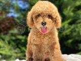 BEBEK SURAT APRİCOT POODLE 