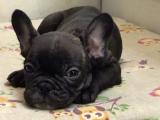 Frenchbulldog safkan sıfır burun orjinal yavrular