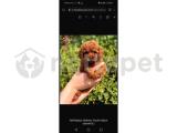 TOYPOODLE ORJİNAL TEACUP SÜPERSTAR YENİ AİLESİNİ BEKLİYOR