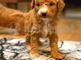 ANNE ALTINDAN MİNİ TOY POODLE YAVRULAR