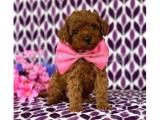 RED BROWN A KALİTE POODLE BEBEKLERİMİZ