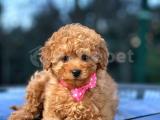 Orjinal toy poodle yavrular