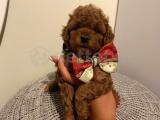 Red Brown ToyPoodle Bebeklerimiz 